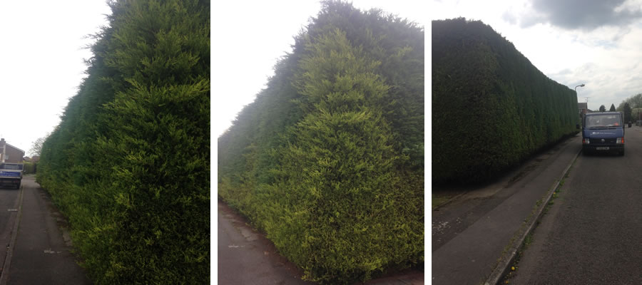 Hedge trimming in Aylesbury