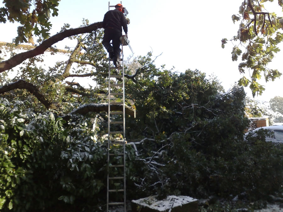 Oak Tree Removal Princes Risborough