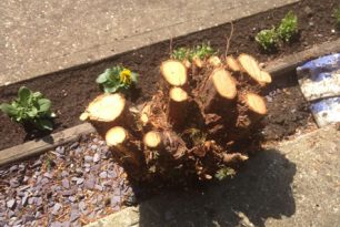 Conifer Stump Grinding In Aylesbury – Before & After