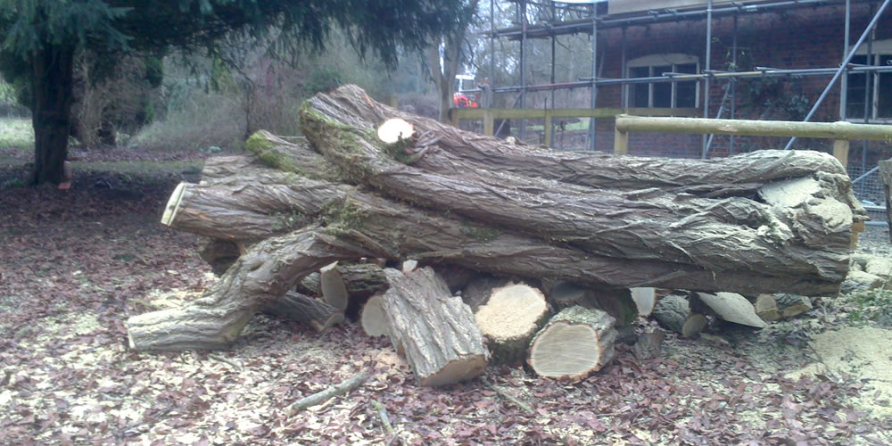 Tree felling and removal in Oxford
