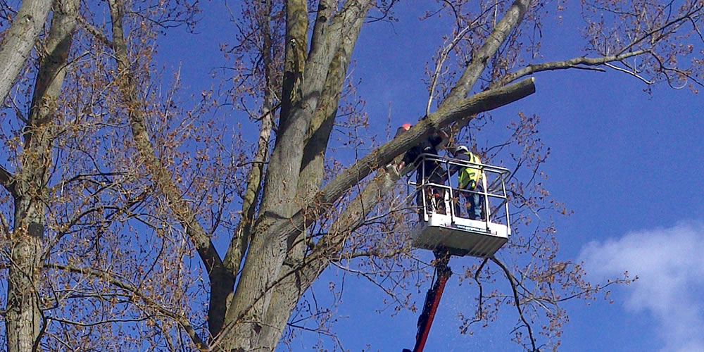 Tree services work in Oxford