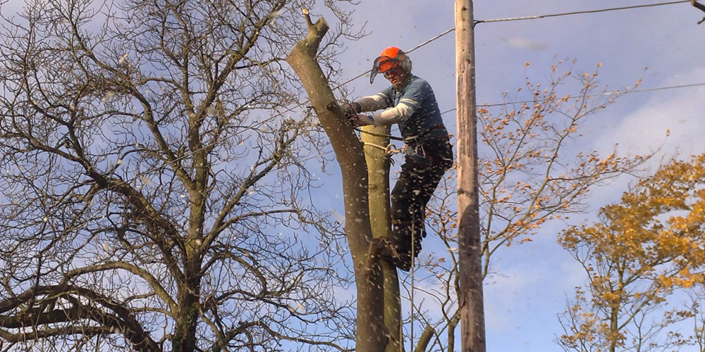 Tree surgery in Oxford