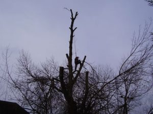 Princes Risborough Tree Surgeon
