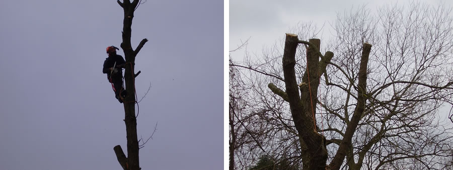 Willow Tree thinning in Princes Risborough