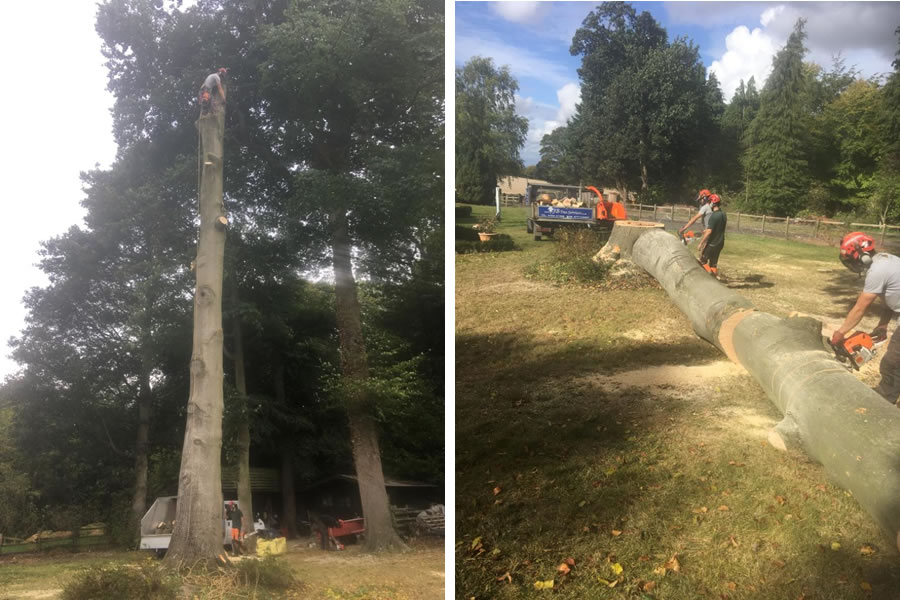 Beech tree felling and removal in Oxfordshire