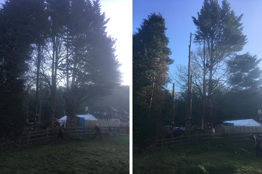 Large conifer felling in Oxfordshire