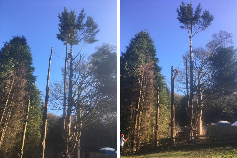 Conifer felling in Oxon at Aston Hill