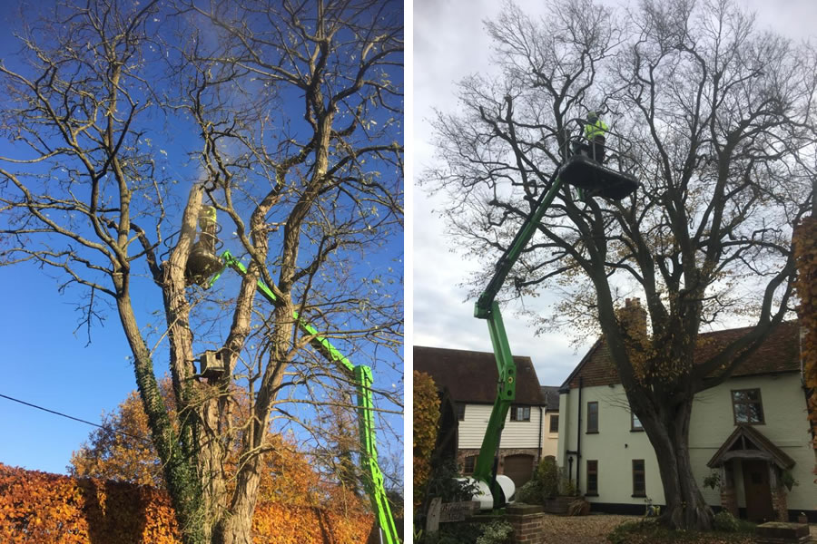 Crown Reduction of Hornbeam tree in Bledlow