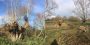 Old Willow Trees Pollarding In Stadhampton